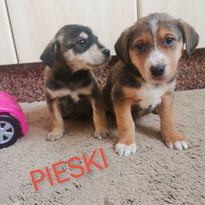 Pokochaj go!  Szukają domu.