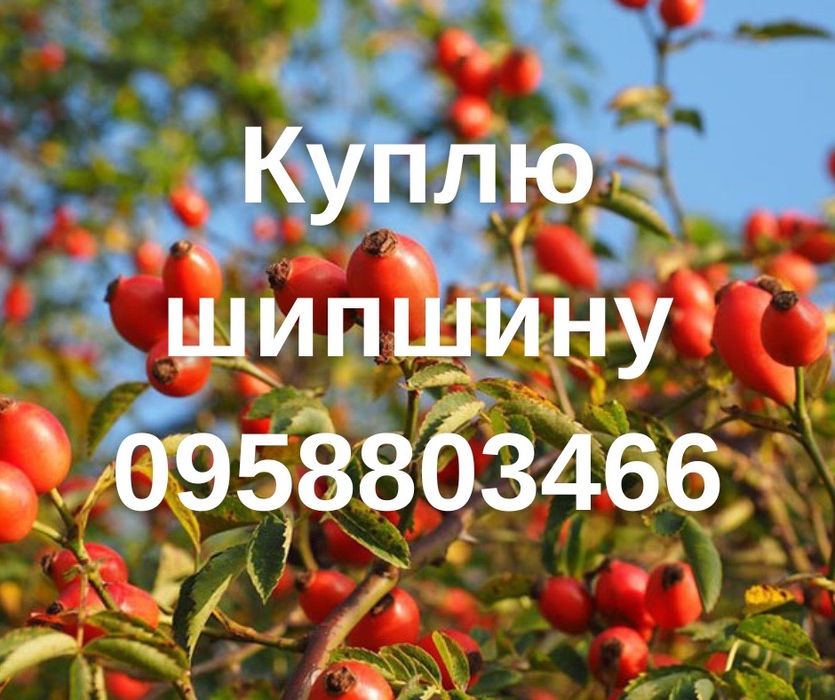 Шипшина шиповник