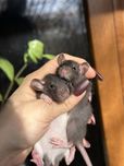 Пацючки дамбовухі