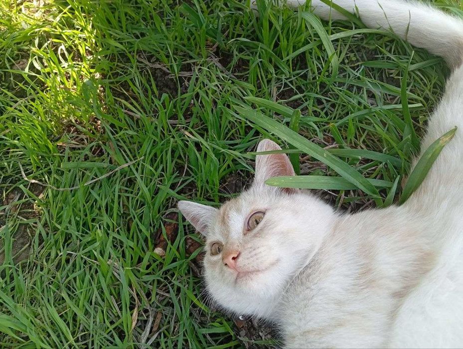 Отдаю двух котят даром