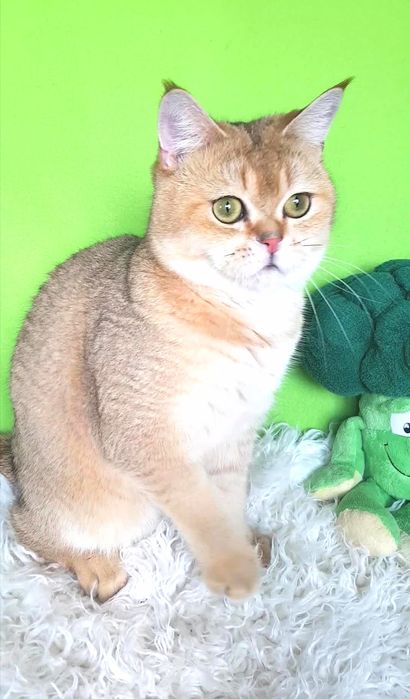 ОЧАРОВАШКА золотая шиншилла котик, 1 год, няшечка