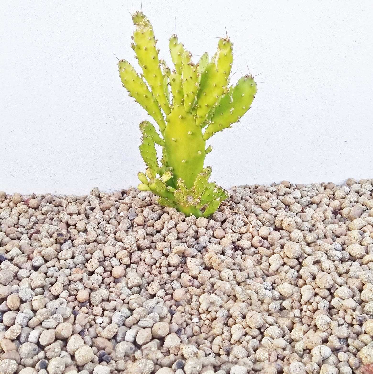 Argila Expandida “Leca”