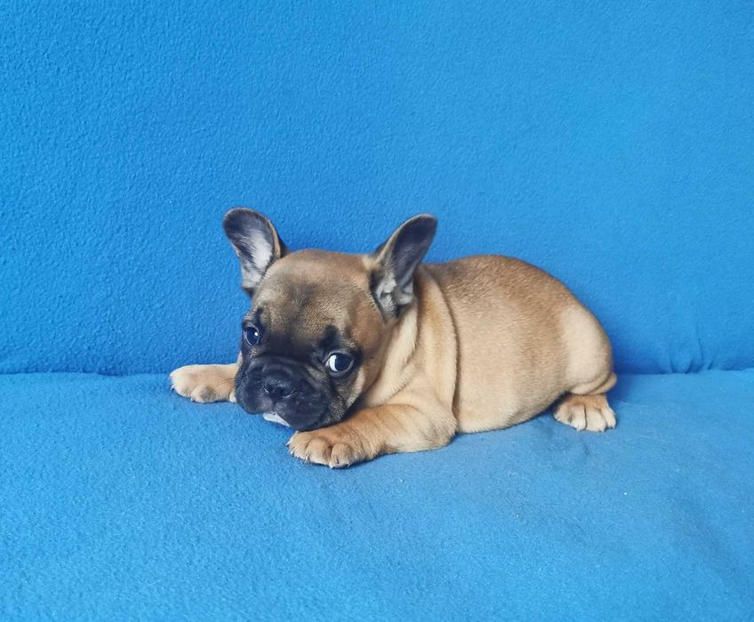 Chłopczyk  Buldog FRANCUSKI !