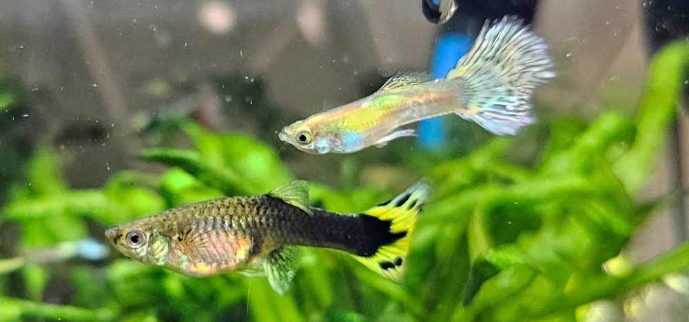 Sprzedam rybki Gupiki