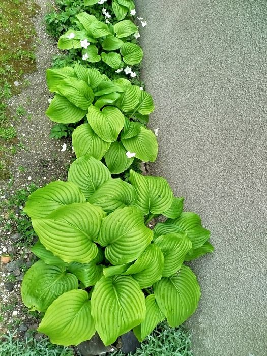 Хосты гвоздика водозбip