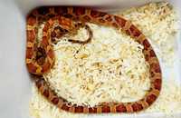 Wąż Zbożowy - Sklep Zoologiczny