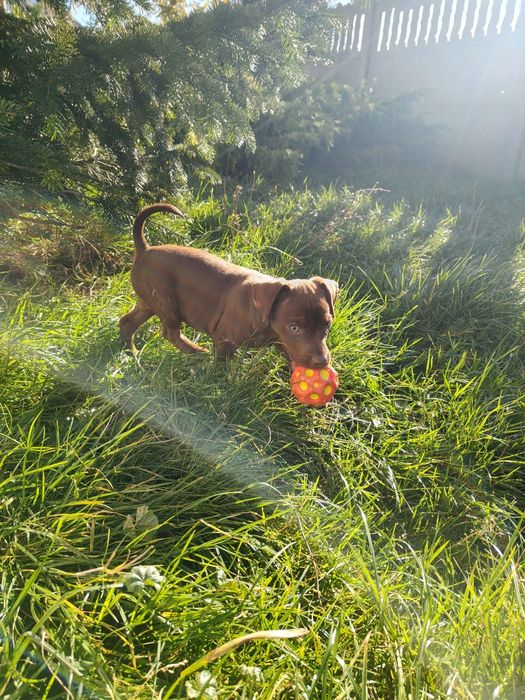 Patterdale terrier Zkwp FCI