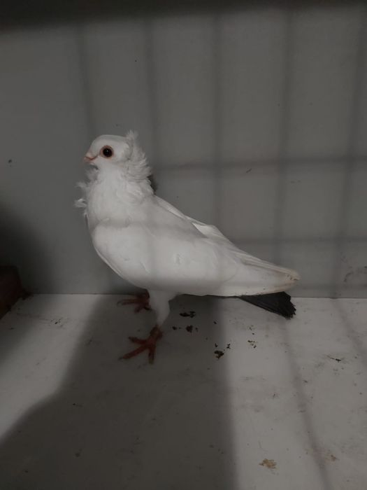 Sprzedam różne gołębie ozdobne
