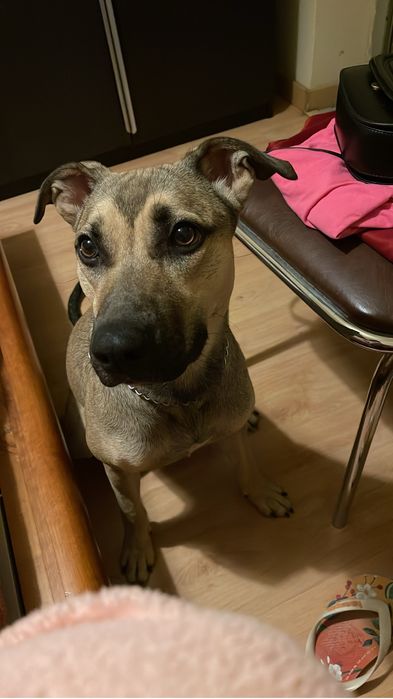 Cachorro para adoção