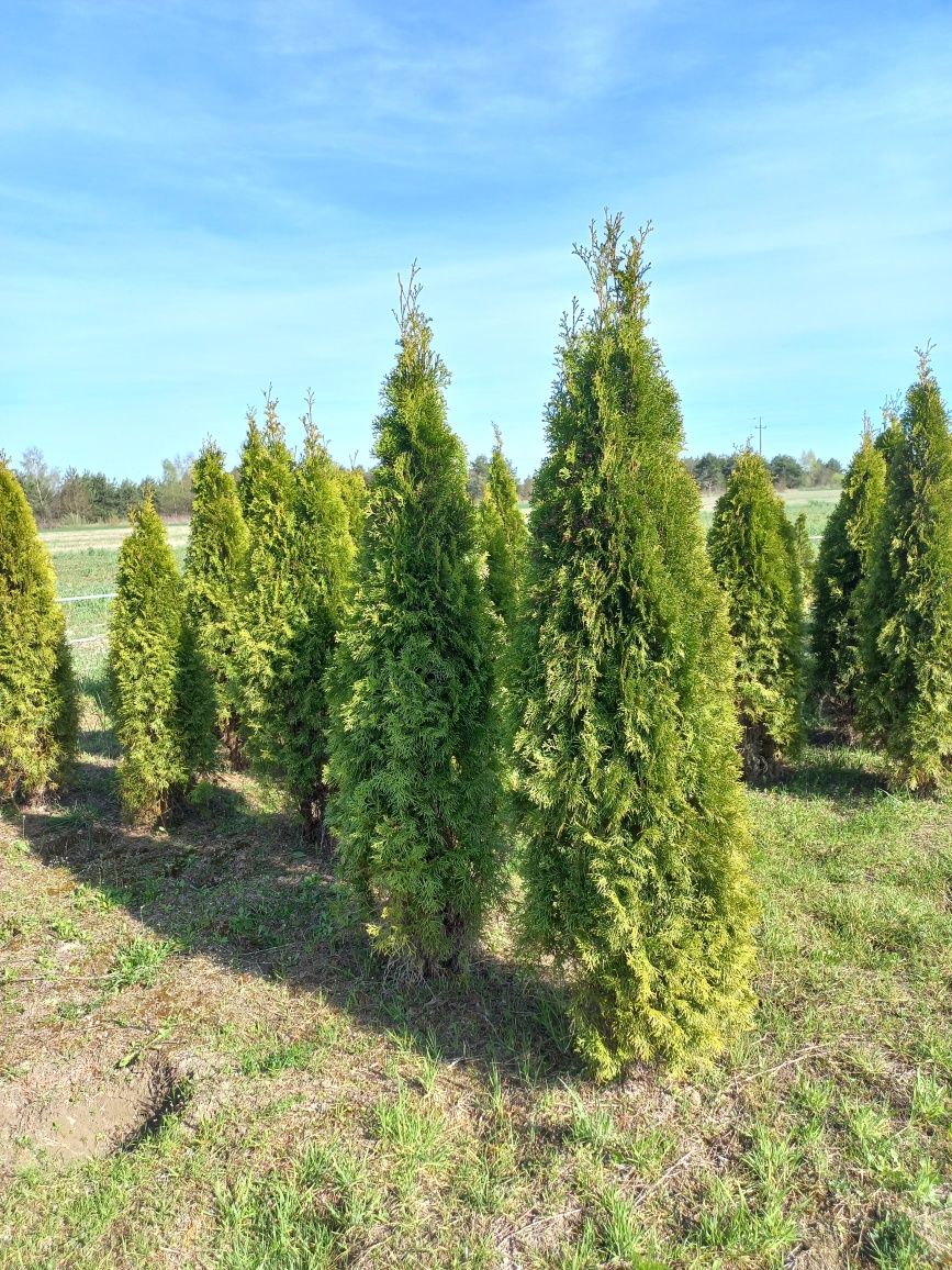 Thuja tuja smaragd szmaragd 180-200cm ( nie brabant ) czytaj opis