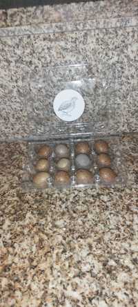Ovos de cordenizes-da-china