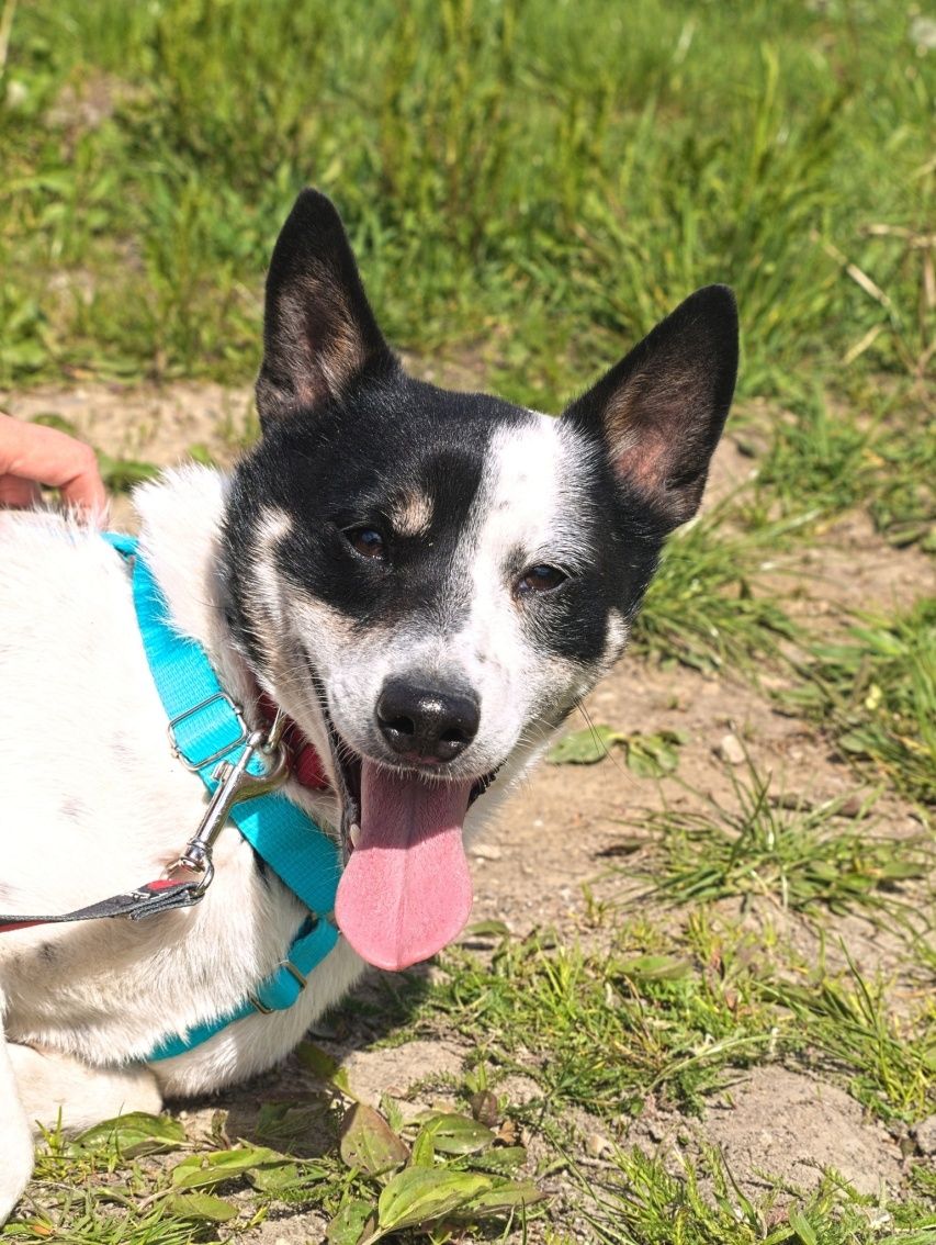 Biały pies Domiczek do adopcji