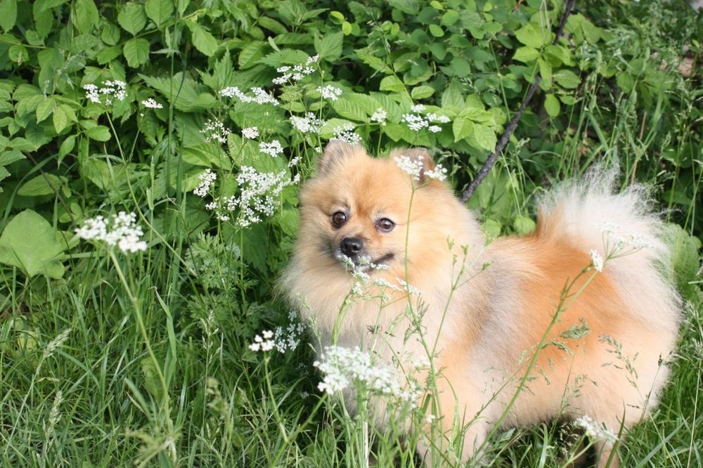 Померанський шпіц