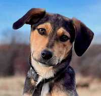 ALEKSANDER -7 mies. mądry i kochany pies, uratowany w Bułgarii
