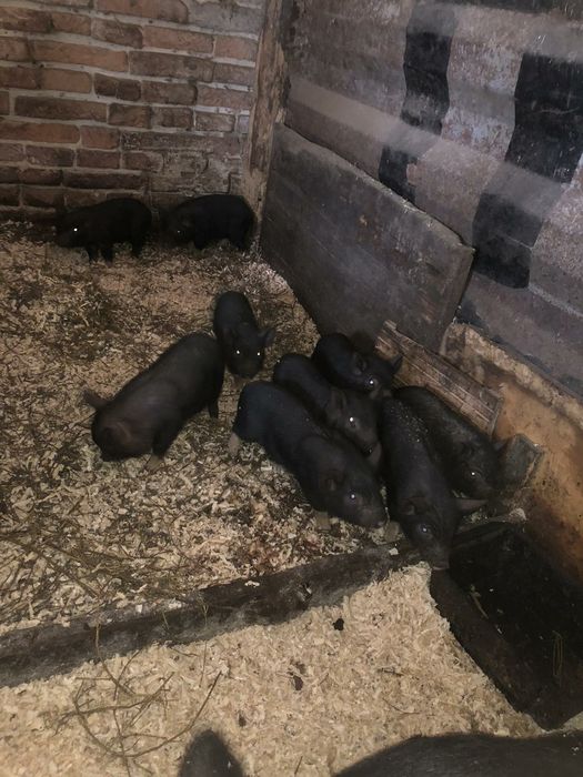 В'єтнамськи поросята