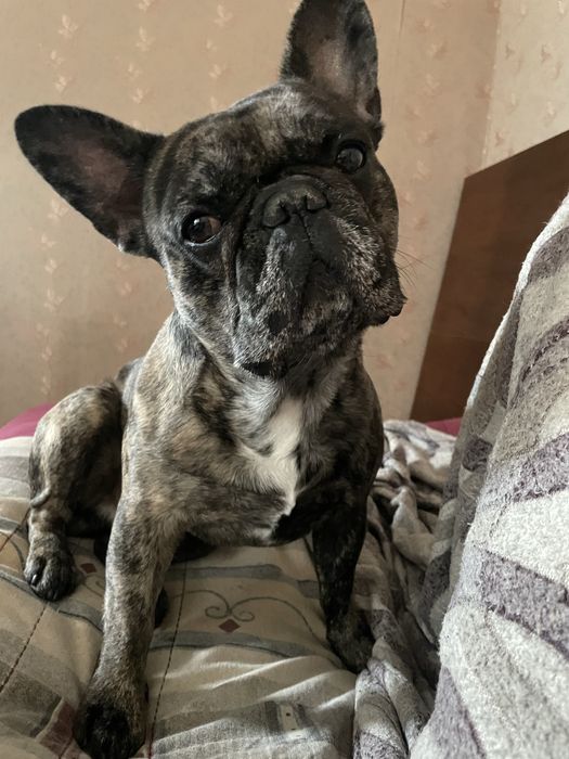 Вʼязка французького бульдога