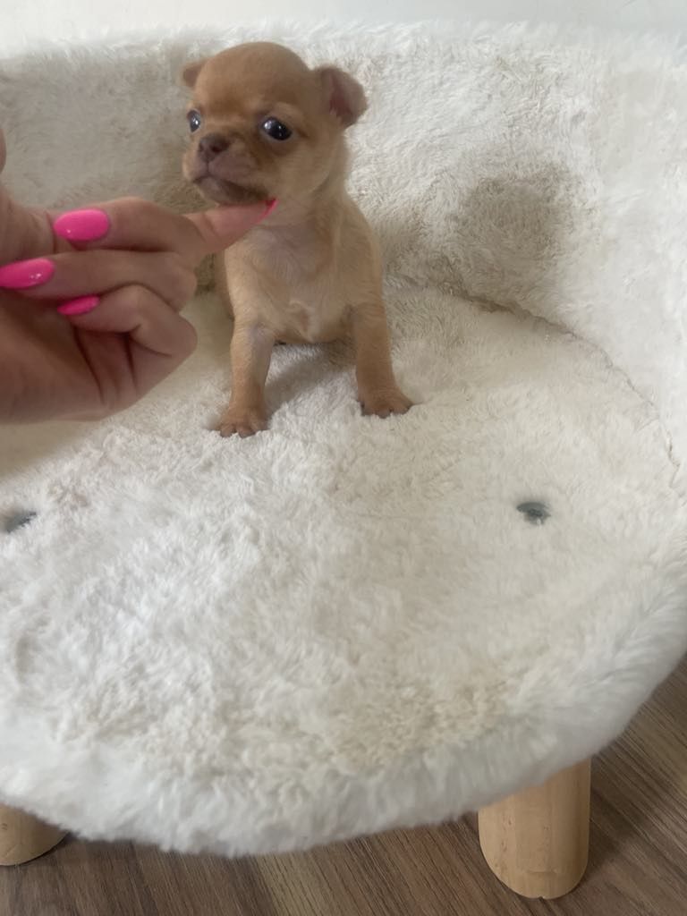 Chihuahua piękny piesek