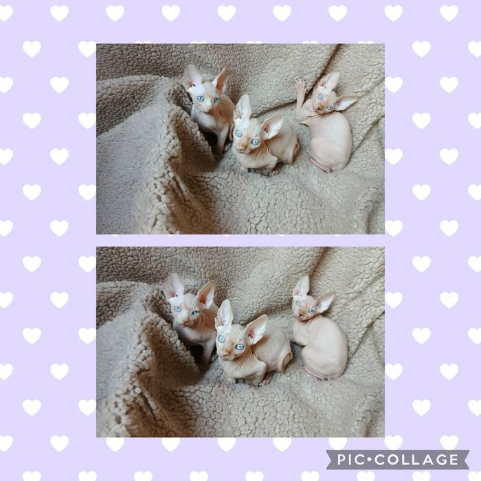 Мама папа мы вас ждём