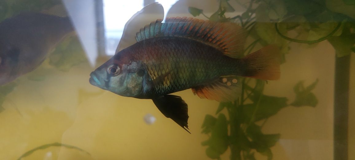 Sprzedam narybek Haplochromis niereri