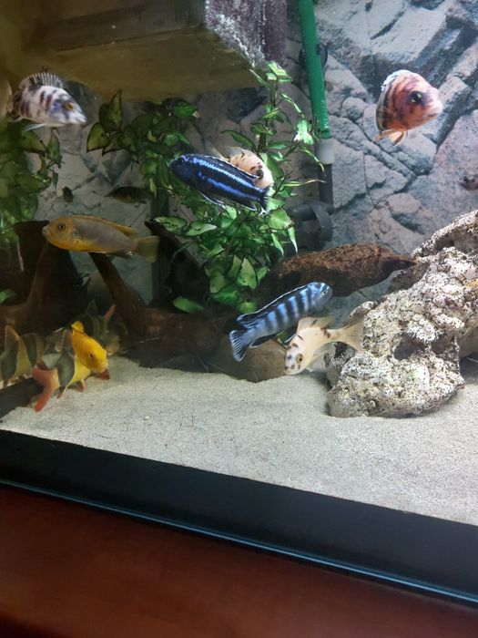 Pyszczaki rożne gatunki