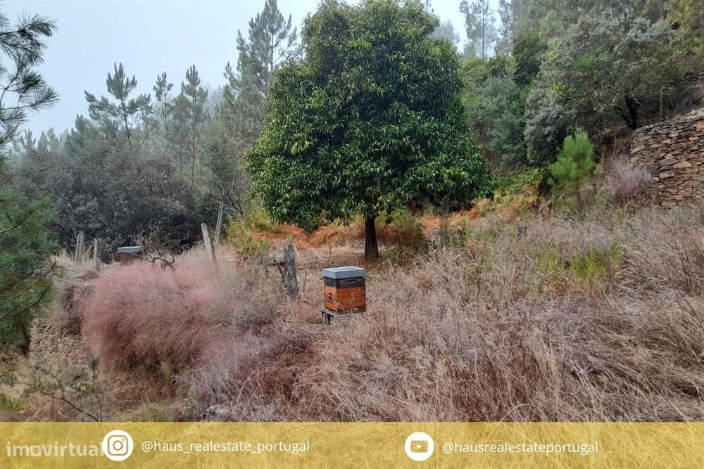 Terreno Rústico  Venda em Santo André das Tojeiras,Castelo Branco