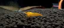 Żółte krewetki Neocaridina - Yellow (Łatwe dla każdego)