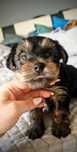 Yorkshire terrier miniaturka
