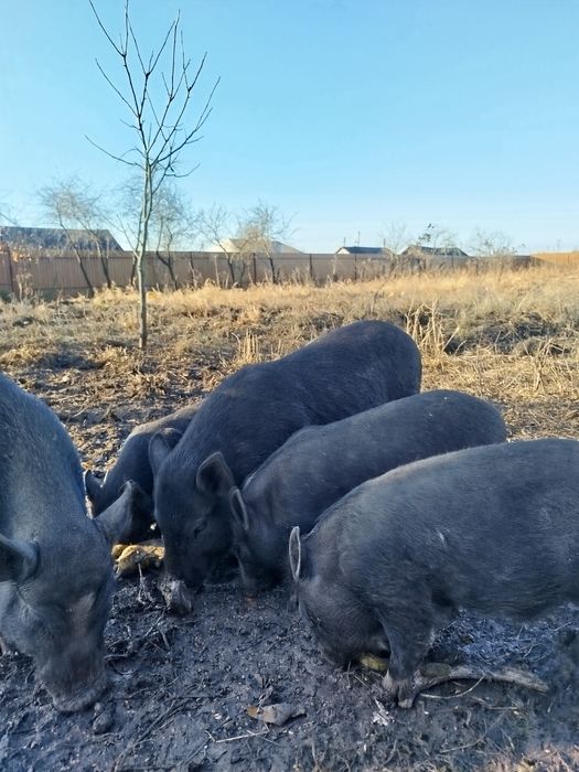 Продам в'єтнамські поросята чотирьохмісячнімісяці