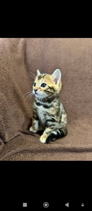 Кошенятко Бенгала