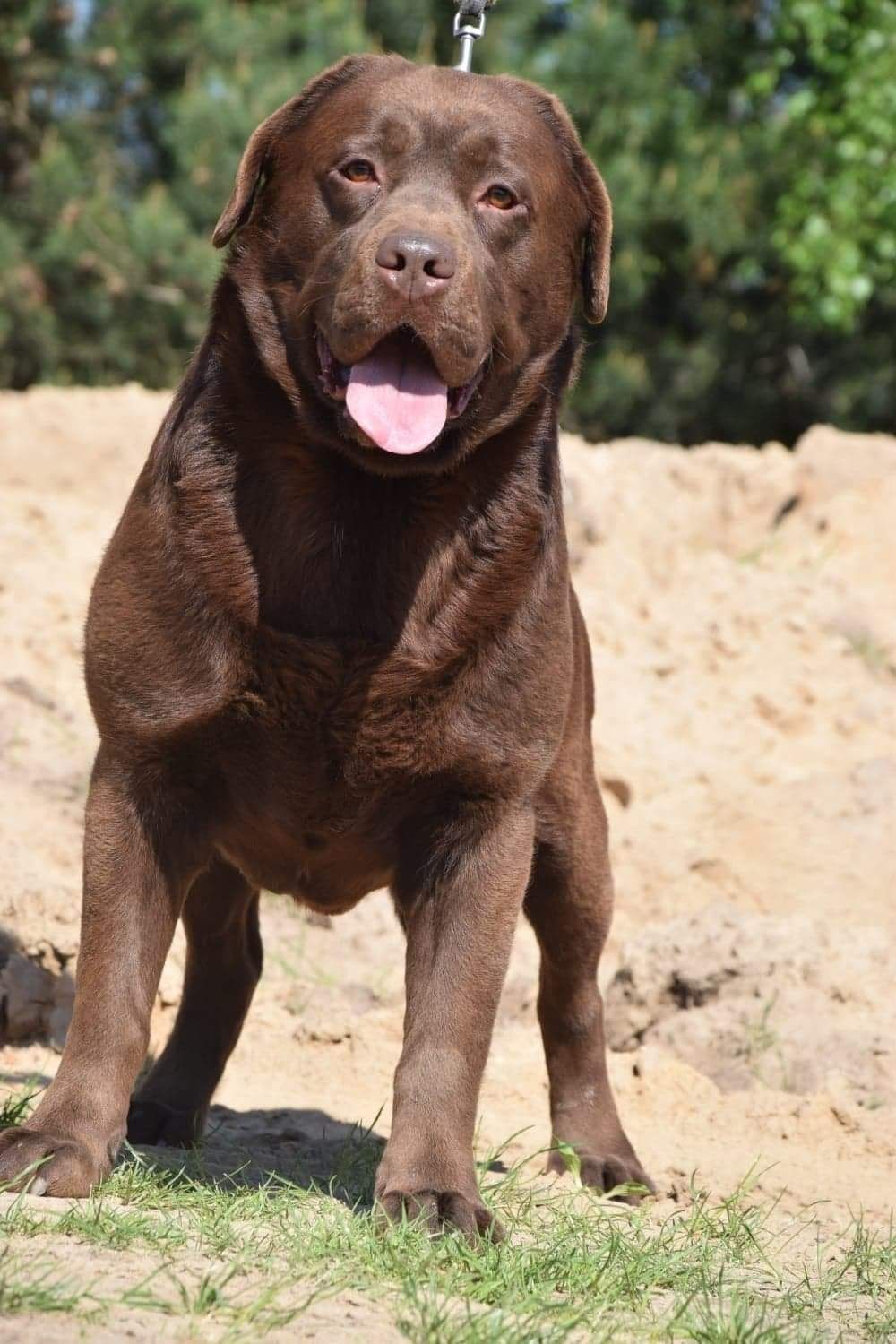 Piesek Labrador czekoladoey