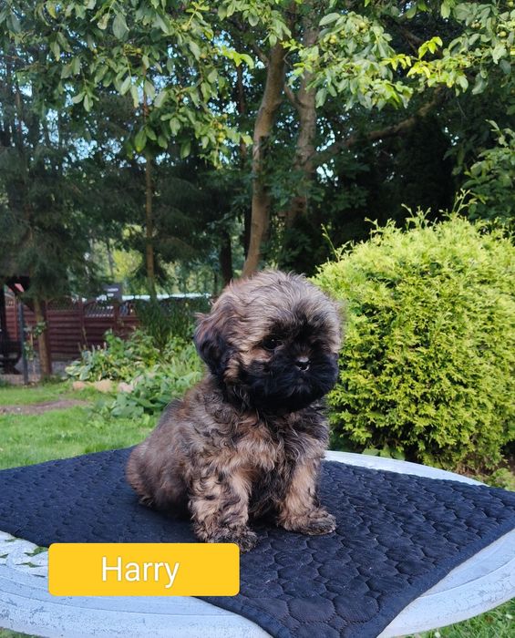 ShihTzu chłopczyk Harry