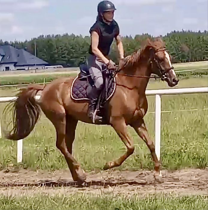 Klacz 155cm 6 lat skaczaca, dla amatora gr. E