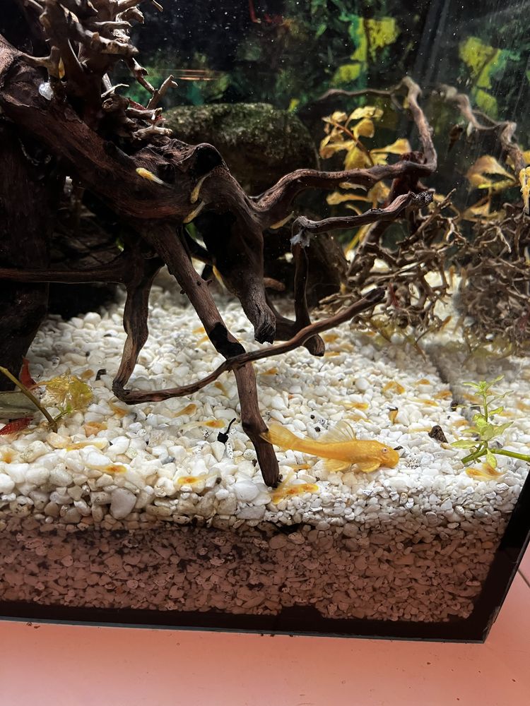 Glonojad albinos Ancitrus