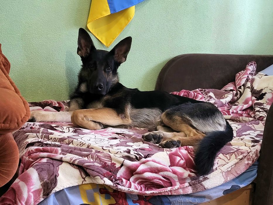 Кобель вівчарки вязка