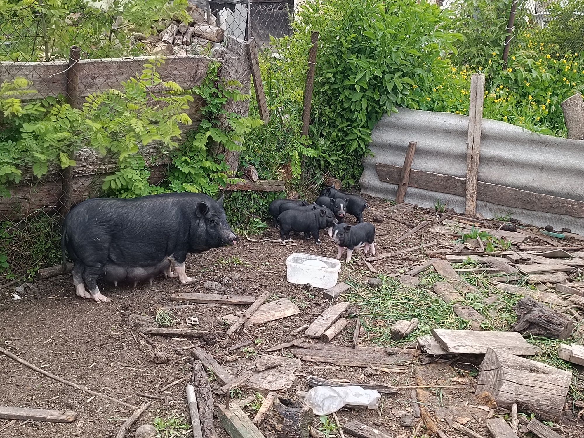 В'єтнамські поросята