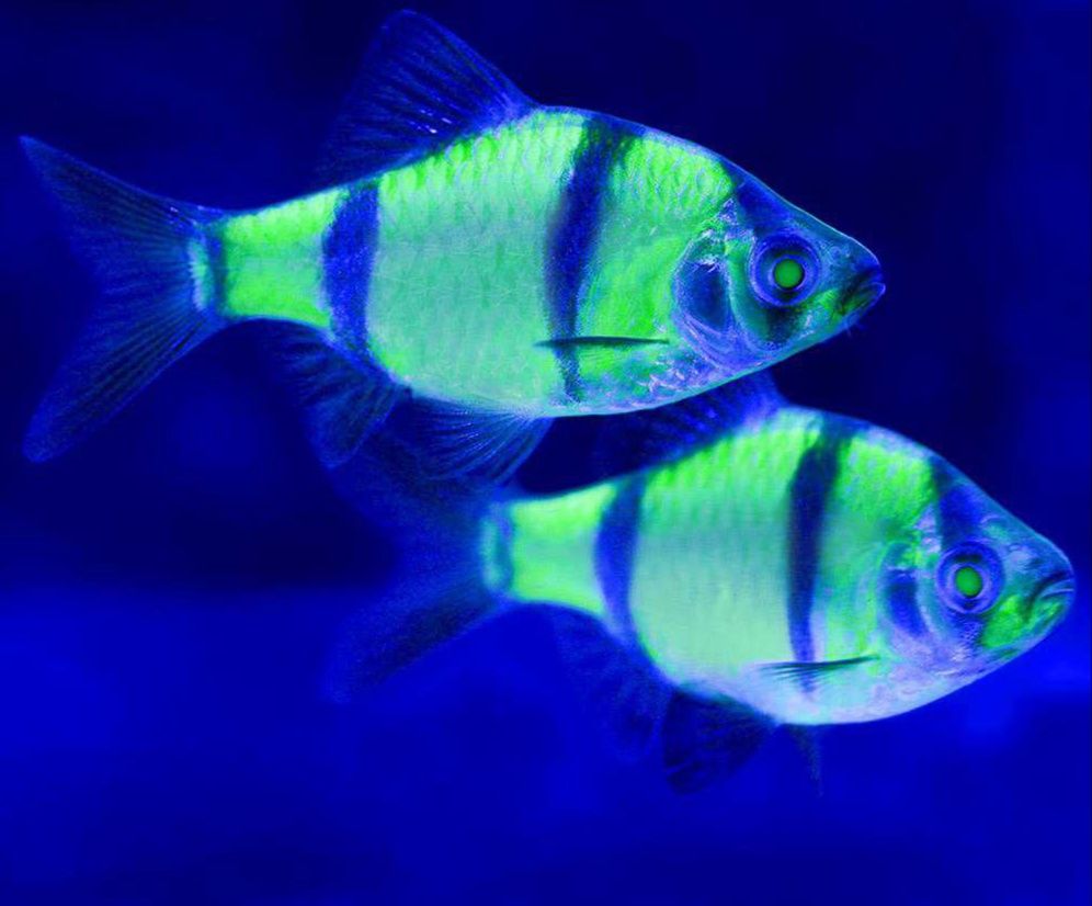 Барбус гло зелений рибка акваріумна