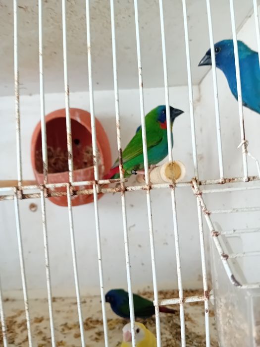 Para ceder aves exóticos