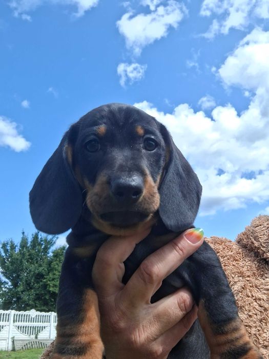 Jamniczka czarna podpalana krótkowłosa