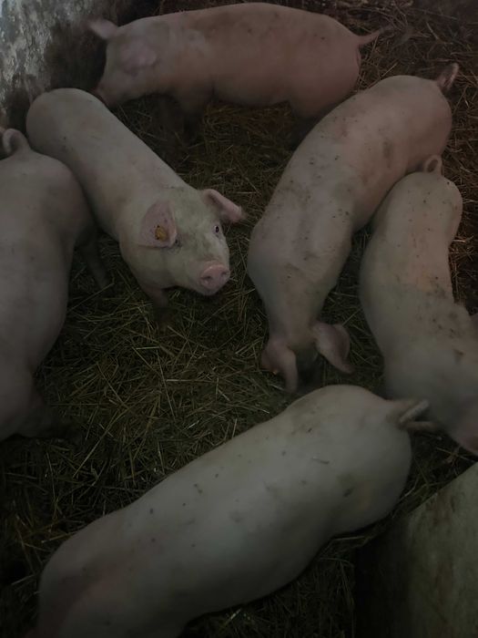 Prosięta warchlaki świnie