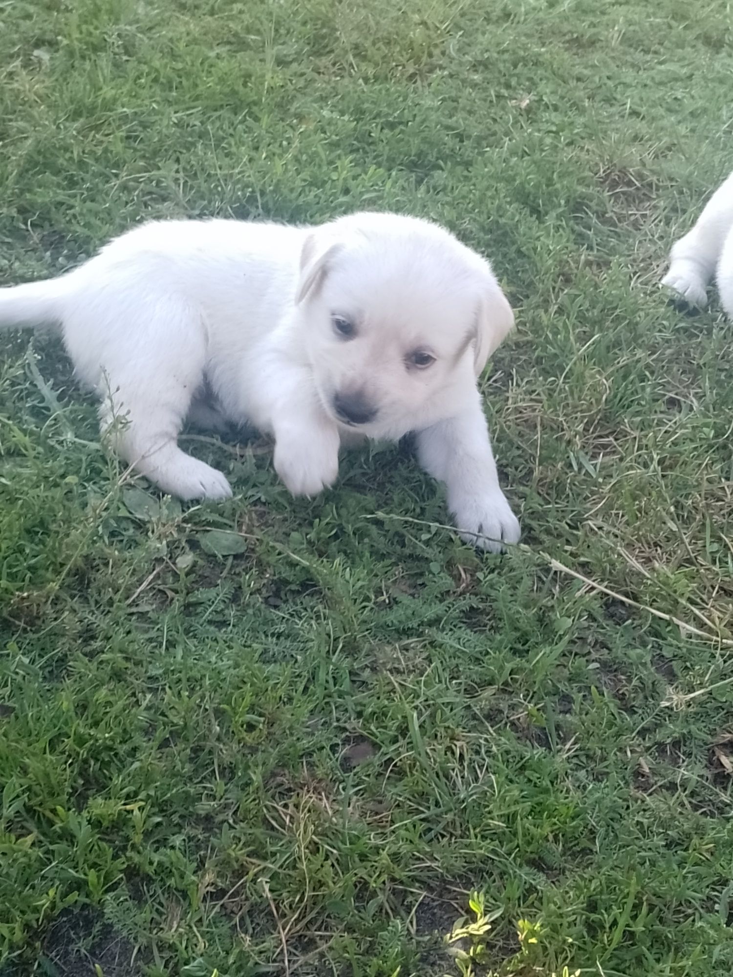 Labrador retriever biszkopty