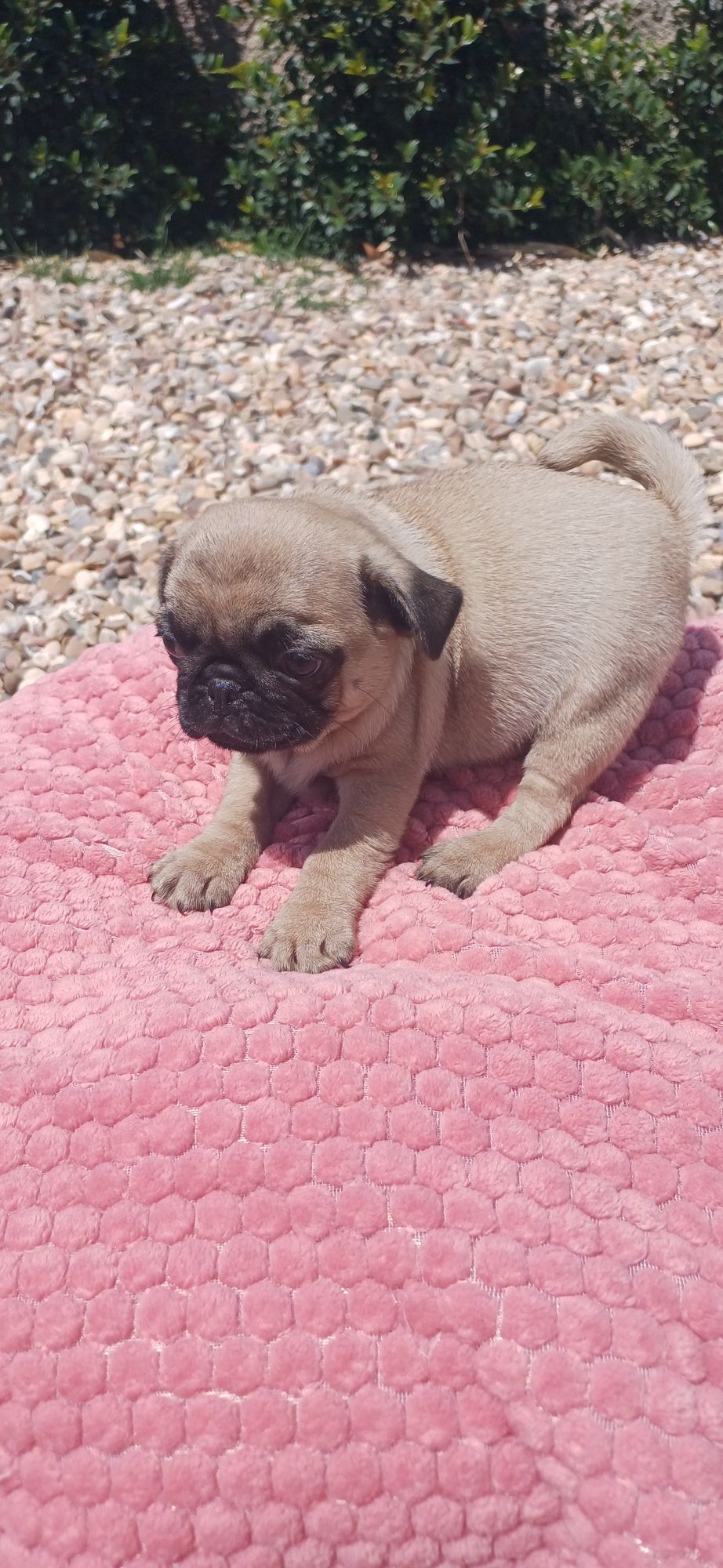 Pug exelente linhagem