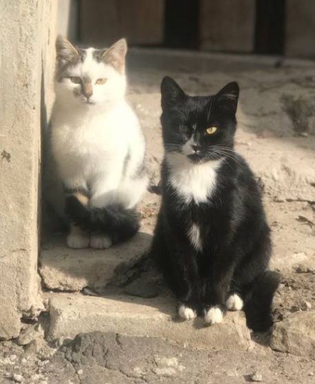 Котики в добрі руки