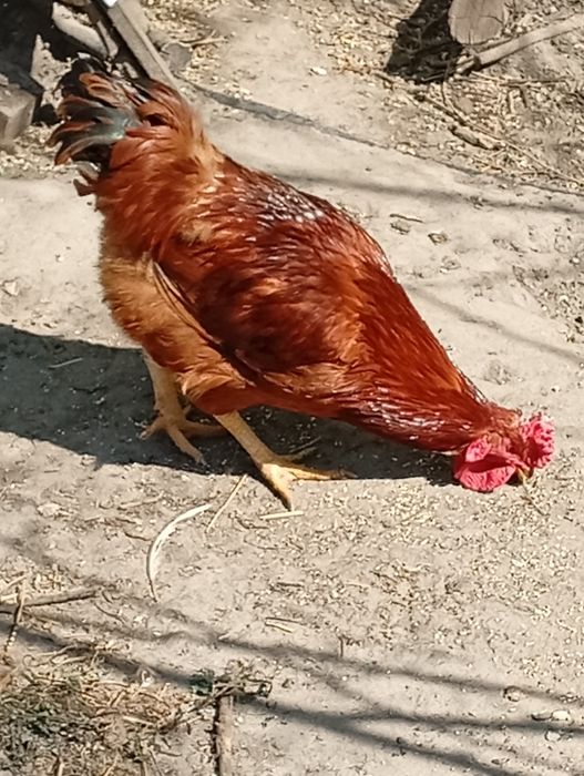 Молодий червоний півень недорого