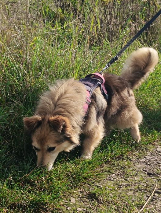 Kapi pies do adopcji niewidomy śliczny