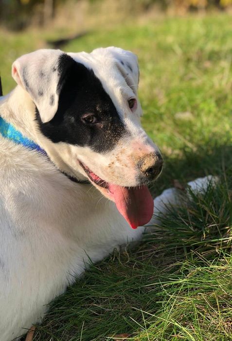 Młody pies szuka kochającego domu