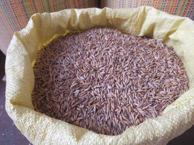 Owies jary ekologiczny zamiana