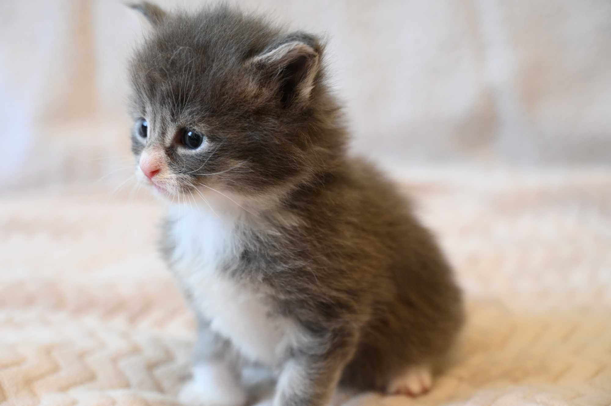 Maine Coon Kocur srebrny z białym klasycznie pręgowany