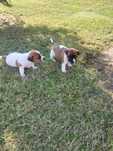 Suczka Jack Russell Terrier