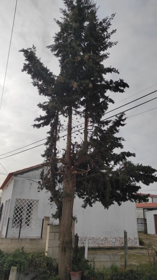 Serviço  corte de árvores manutenção de jardins