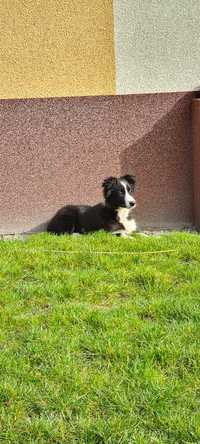 Border Collie suczka